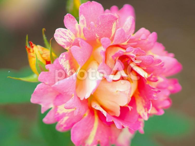 赤く輝く美しい薔薇 薔薇,赤色,輝くの写真素材