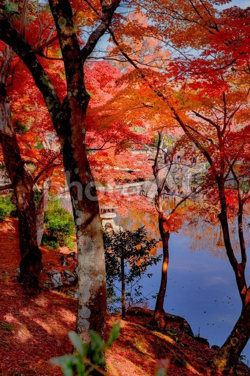 円山公園の紅葉  紅葉 カラフル,秋,秋の山の写真素材