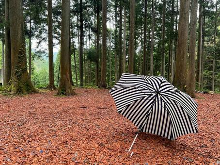 雨の日のキャンプ場　ストライプの傘 雨,キャップ,瓦チップの写真素材