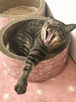 大あくびをする猫ちゃん 大あくびをする猫ちゃんの写真