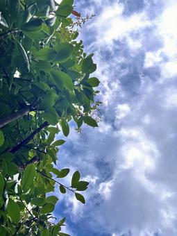 空と木 空と木の写真