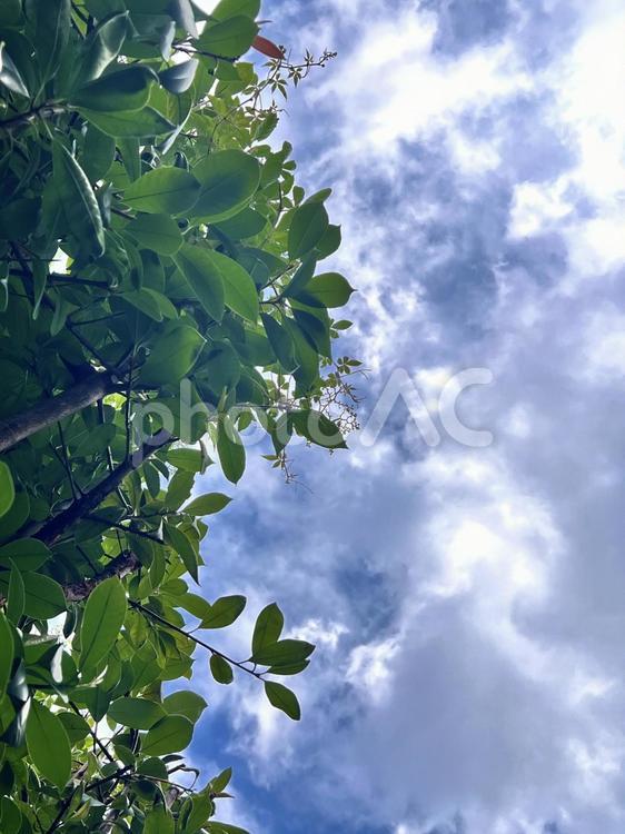 空と木 空,木,自然の写真素材