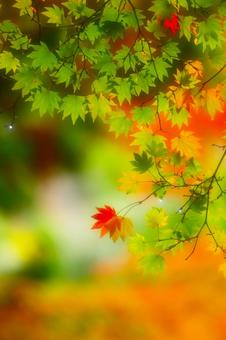 紅葉_ソフトフォーカス 紅葉_ソフトフォーカスの写真
