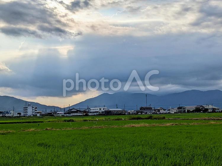田んぼの田舎道 田舎,田んぼ,自然の写真素材