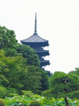 新緑の緑と蓮の花がさく東寺の五重塔 新緑の緑と蓮の花がさく東寺の五重塔 東寺,五重塔,夏の写真素材