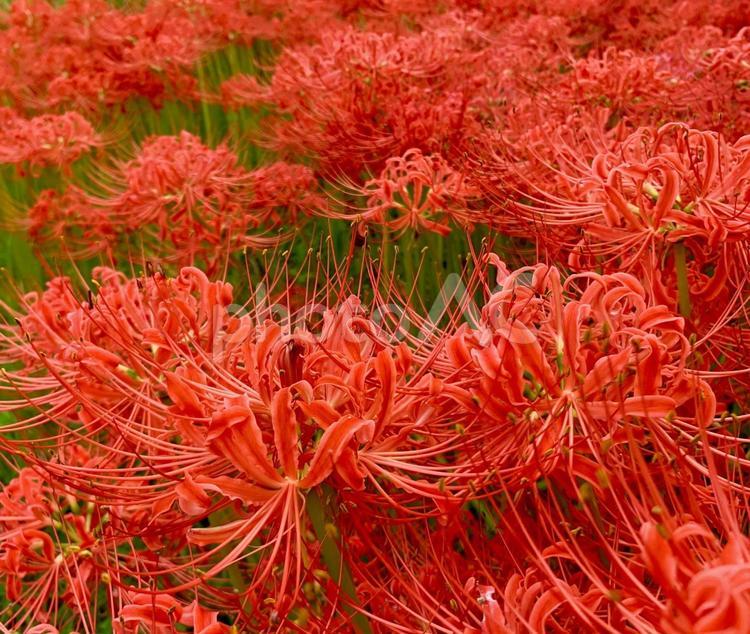 真っ赤な彼岸花3 真っ赤な彼岸花3 彼岸花,ヒガンバナ,真紅の写真素材