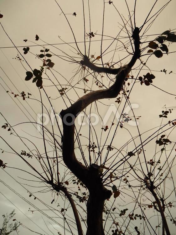 静かな夕暮れ 夕暮れ,日没,シルエットの写真素材