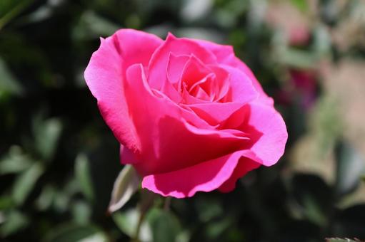 バラ園に咲くピンクの薔薇を撮りました バラ園に咲くピンクの薔薇を撮りましたの写真