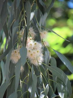 ユーカリの花f ユーカリの花,ユーカリ,白い花の写真素材