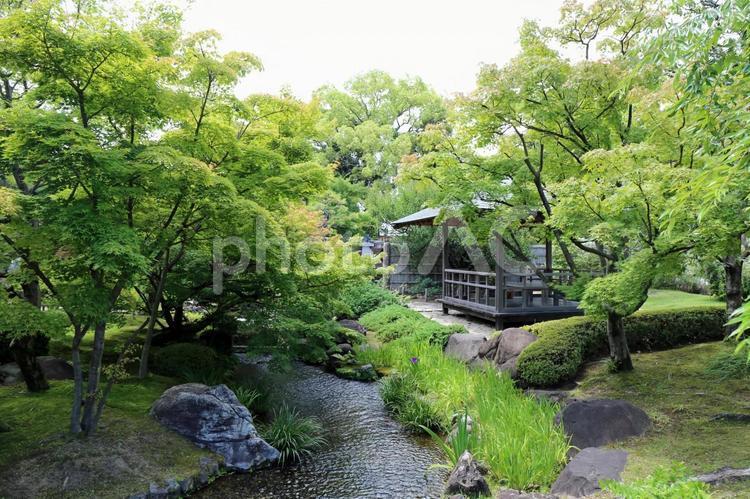 初夏の好古園の風景 初夏,夏,好古園の写真素材