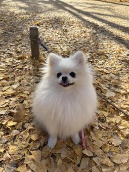 白ポメラニアン 犬,子犬,小型犬の写真素材