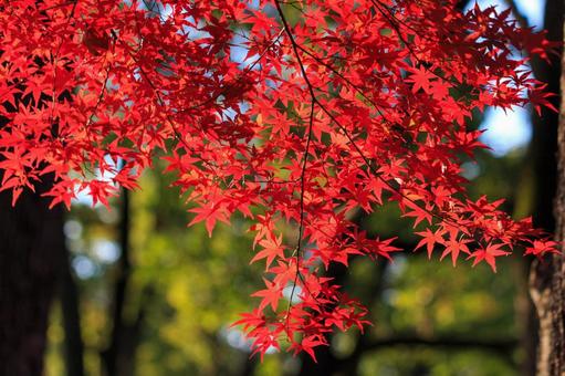 Photo, autumn leaves, momiji, maple, 