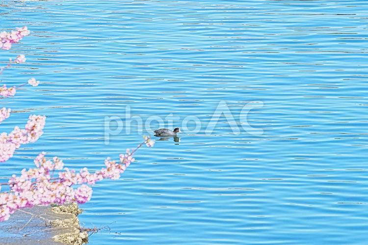 桜と水鳥の風景 桜,河津桜,水鳥の写真素材