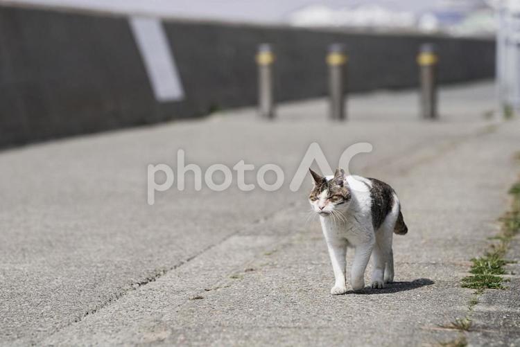 海辺で暮らす野良猫⑤ 野良猫,ネコ,ノラの写真素材