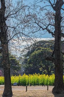 東京　浜離宮恩賜庭園の風景の写真