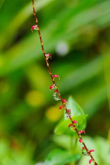 Photo, ফুল, mizuhiki, ড্রপ, 
