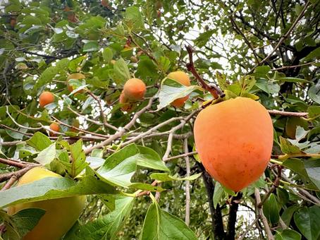 実った柿 02 柿,カキ,実の写真素材