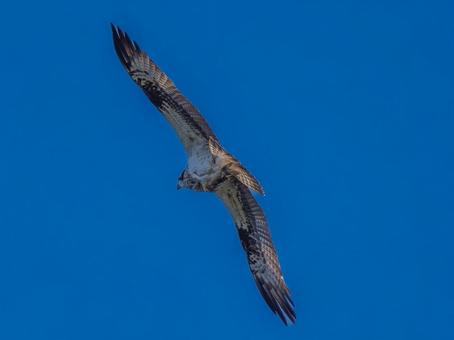 空を飛ぶミサゴ 空を飛ぶミサゴ ミサゴ,タカ,野鳥の写真素材