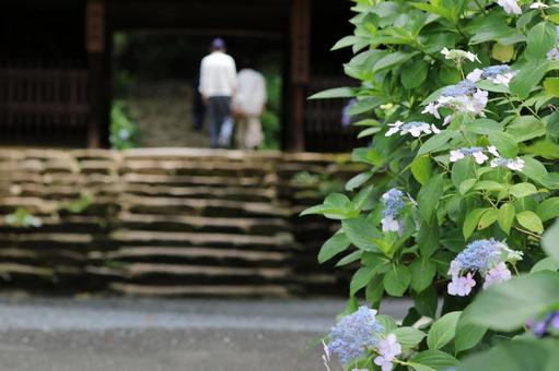 Photo, hydrangea, rainy season, june, 