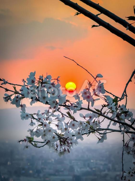 飯盛山から見る夕日と桜 日の入り,夕日,桜の写真素材