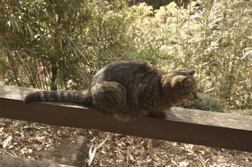 地域猫③ 猫,キジトラ,地域猫の写真素材