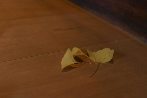 イチョウ イチョウ,銀杏,秋の写真素材