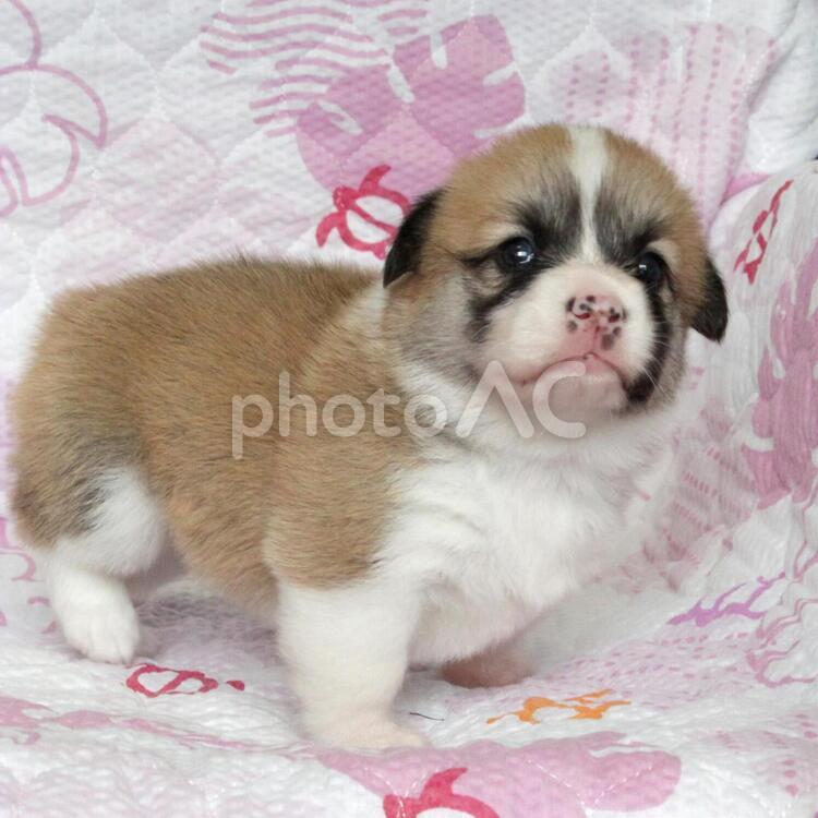 可愛いコーギーの子犬05 ペット,犬,コーギーの写真素材