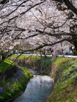 東川の桜並木 東川の桜並木 桜,さくら,春の写真素材