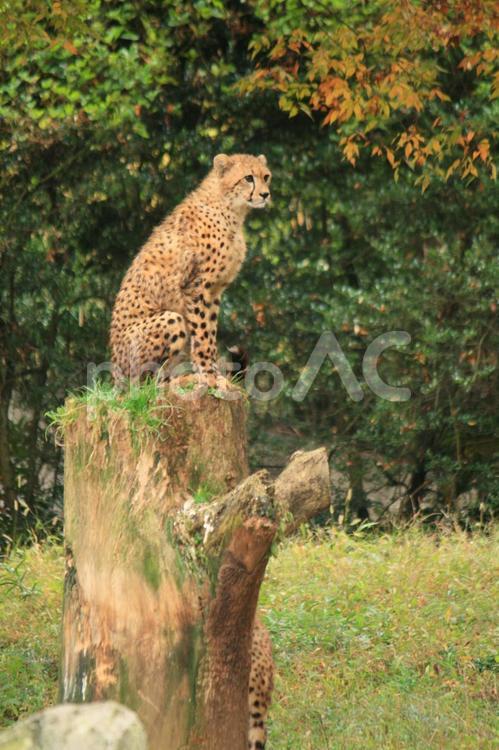 木の上のチーター チーター,動物,動物園の写真素材