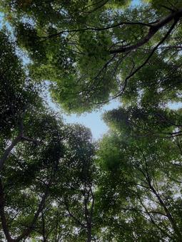 みどりの天井 みどりの天井の写真