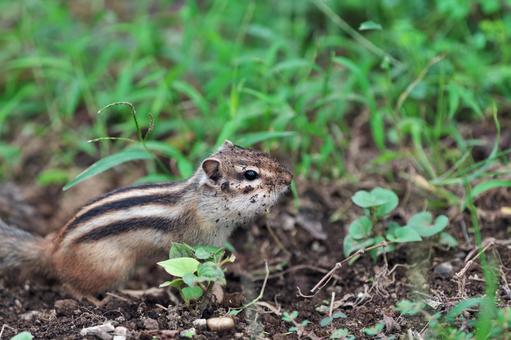 穴掘りで顔が土だらけのシマリス 2 穴掘りで顔が土だらけのシマリス 2の写真