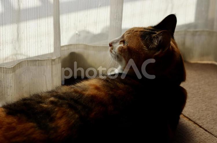 カーテンの向こうを眺める三毛猫 三毛猫,猫,畳の写真素材