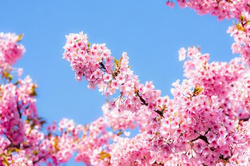 満開桜 満開桜の写真
