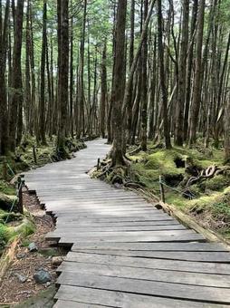 Boardwalk, JPG Boardwalk, JPG