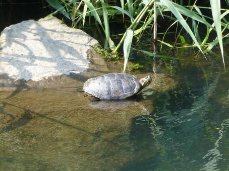 Photo, turtle, green turtle, mississippi red turtle, 