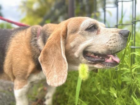 散歩に疲れた顔をするビーグル犬の表情 散歩に疲れた顔をするビーグル犬の表情 ビーグル,犬,散歩の写真素材