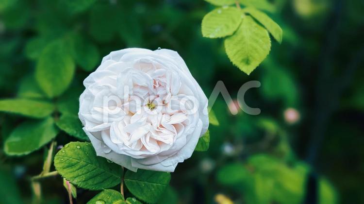 花の壁紙シリーズ　日々変わるバラの風景 薔薇,背景ぼかし,ローズガーデンの写真素材
