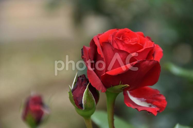 薔薇のアップc 薔薇,花,ローズの写真素材
