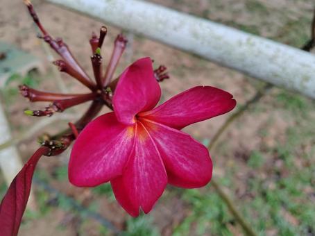 flower, JPG flower, JPG