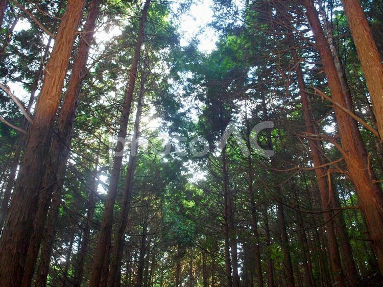深い森の林 木,林,快晴の写真素材