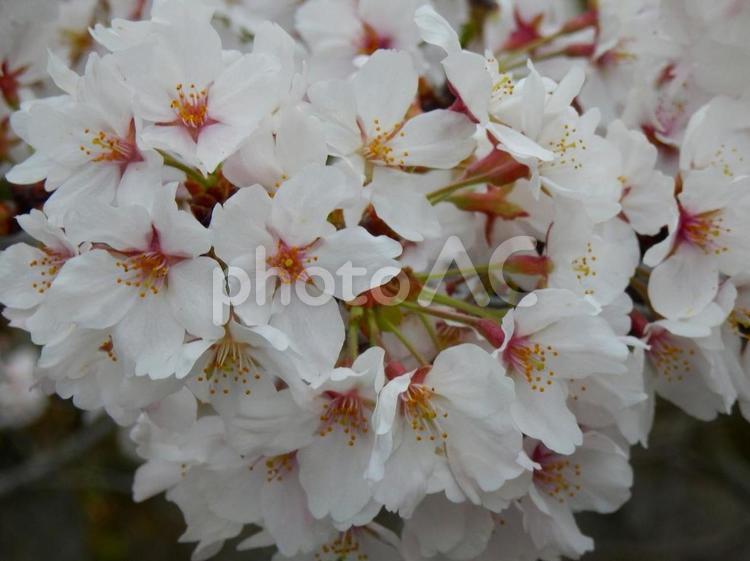  【桜の写真】桜が咲く風景  桜,さくら,サクラの写真素材