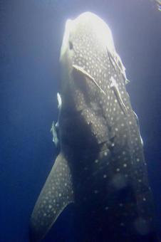 Photo, whale shark, fish, sea, 