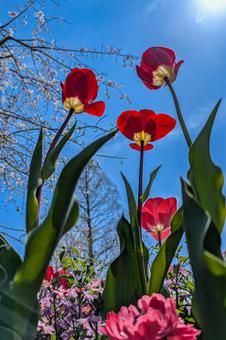 Tulips, JPG