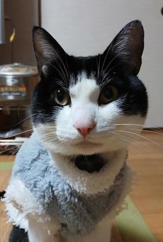 猫 ネコ,猫,動物の写真素材