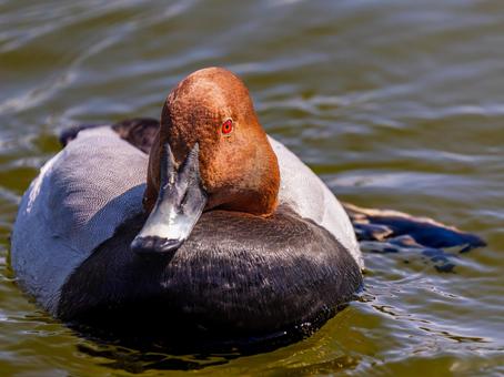 池を泳ぐホシハジロ 池を泳ぐホシハジロ ホシハジロ,鴨,野鳥の写真素材