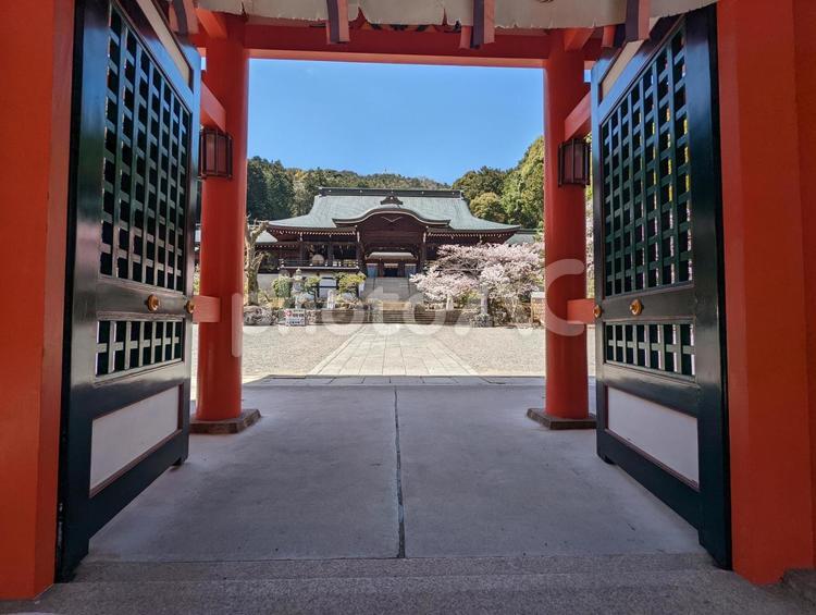近江神宮の楼門と拝殿 春,4月,楼門の写真素材