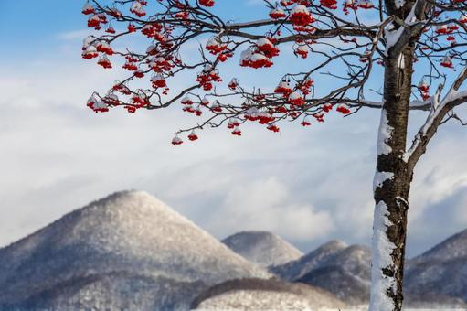 雪を被ったナナカマドと青空が映える洞爺湖 洞爺湖,ナナカマド,厳冬の美の写真素材