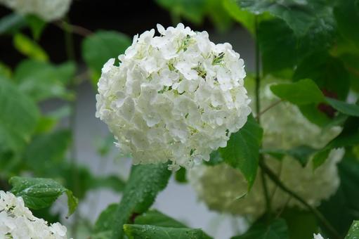 紫陽花 紫陽花の写真