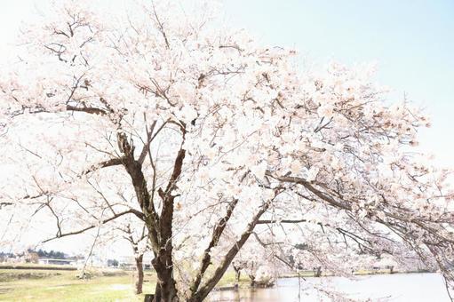 辺の桜 辺の桜の写真