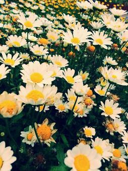 真っ白花壇 真っ白花壇の写真